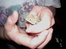 zard