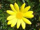 SunshineDay