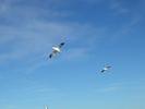 birdcruise