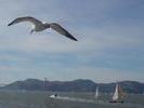 flight to goldengate