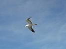 flyingfree2