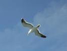 flyingfree3