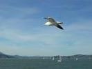 flyingfree4