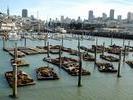 sfbay sealplatform