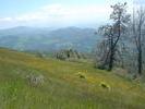 fields of green