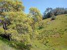 spring greenery