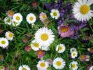 crazyflowers