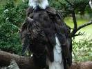 eagle-eyed