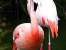 flamingoes