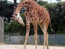 giraffe2