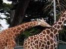 giraffe love