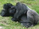 gorillazzzzz