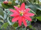 inbloom
