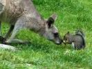 kang squirrel love