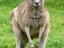 kangaroo