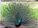 peacock2
