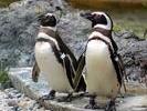 penguin buddy