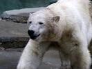 polar bear