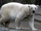 polar power