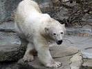 polar walk