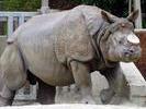 rhino