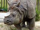 rhino2