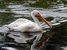 swan