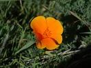 flower2-slo-web
