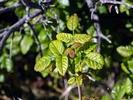 poison-oak-slo-web