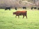 watercolor-cow-web